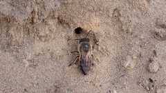 Colletes cunicularius