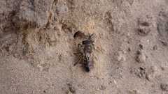 Colletes cunicularius