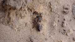 Colletes cunicularius