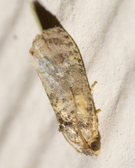 Ecdytolopha