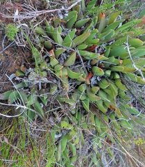 Acrodon subulatus
