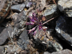 Allium acuminatum
