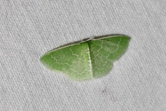 Synchlora frondaria