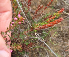 Erica elimensis