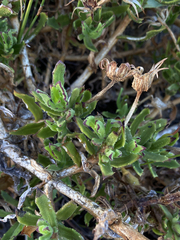 Dimorphotheca walliana