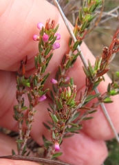 Erica elimensis