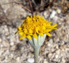 Chaenactis glabriuscula var. lanosa
