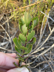 Searsia cuneifolia