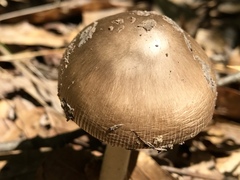 Amanita sororcula