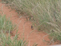 Turnix sylvaticus