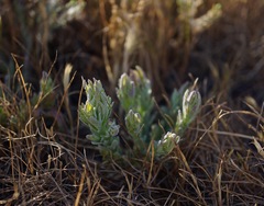 Chloropyron palmatum