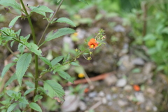 Alonsoa meridionalis