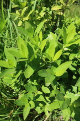 Kraussia floribunda