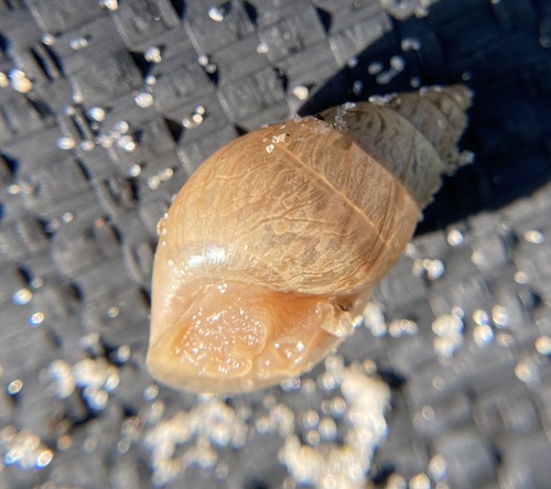 Bulimulus