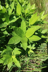 Kraussia floribunda