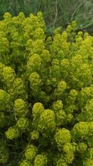 Cruciata taurica
