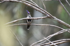 Stephanoxis loddigesii