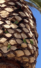 Agapornis roseicollis