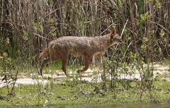 Canis aureus syriacus
