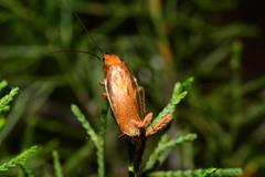 Parcoblatta virginica