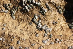 Chthamalus stellatus