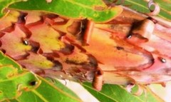 Chirodica