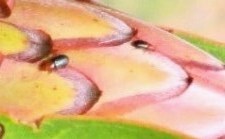 Chirodica
