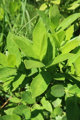 Kraussia floribunda