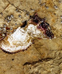 Saccostrea