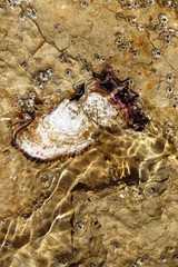 Saccostrea