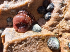 Scutellastra granularis