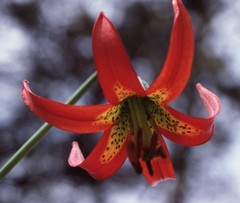 Lilium occidentale