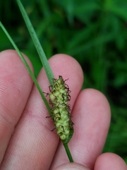 Carex pellita