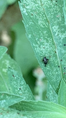 Microtechnites bractatus