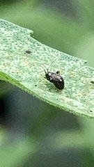 Microtechnites bractatus