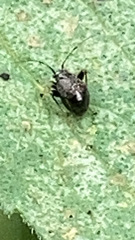 Microtechnites bractatus