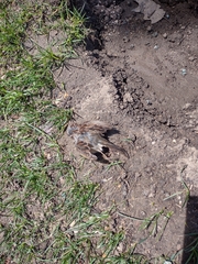 Passer domesticus