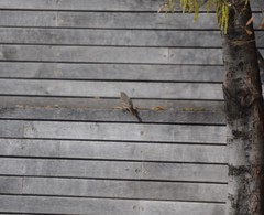 Phoenicurus ochruros