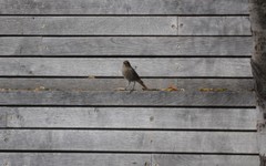 Phoenicurus ochruros