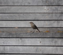 Phoenicurus ochruros