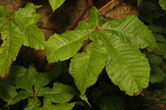 Aesculus × carnea