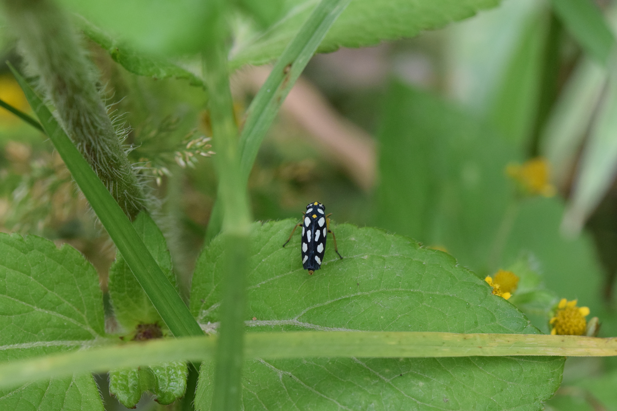 Cicadellini image