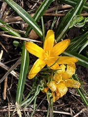 Crocus flavus