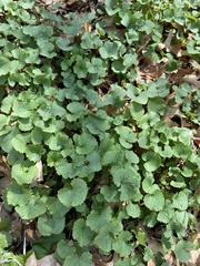 Alliaria petiolata