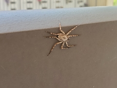 Selenops submaculosus