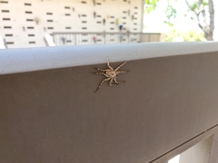 Selenops submaculosus