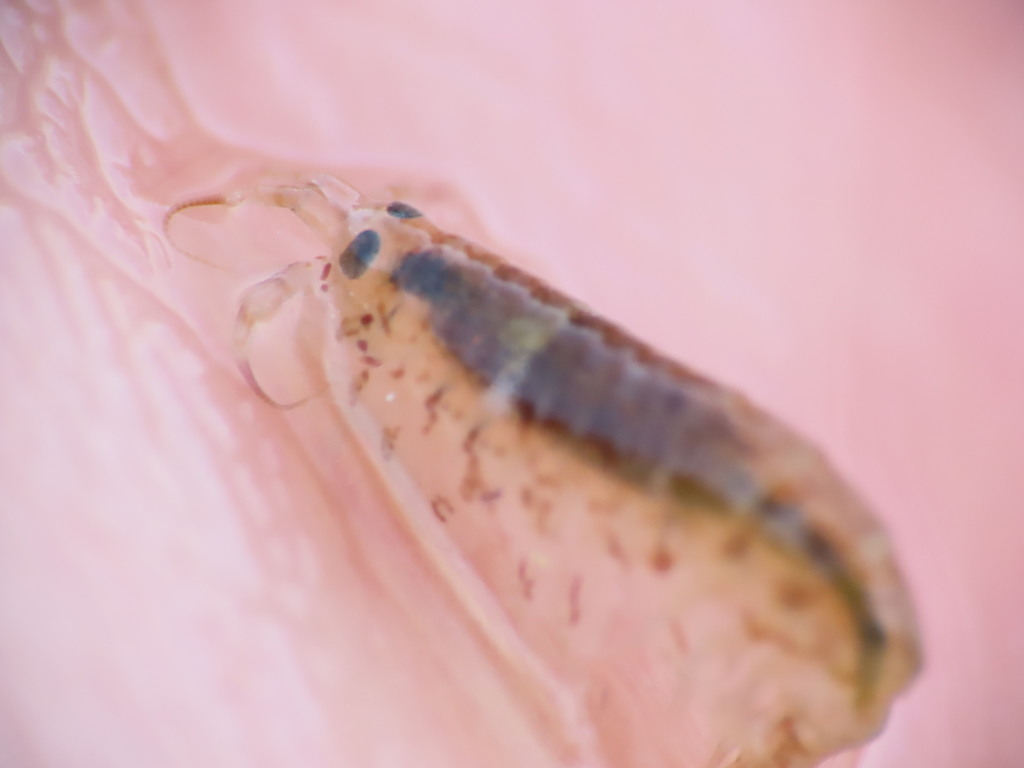 Calliopioidea