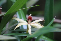 Prosthechea fragrans
