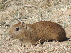Galea leucoblephara
