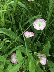 Convolvulus arvensis